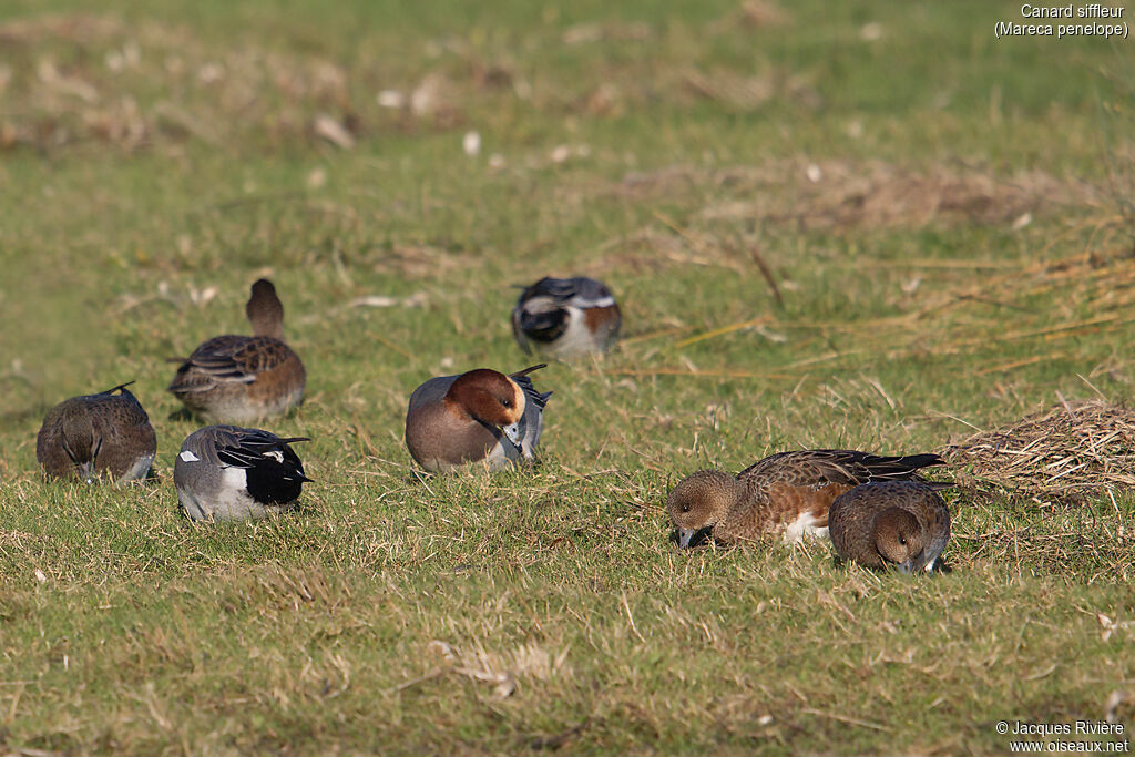 Eurasian Wigeonadult breeding, eats