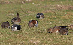 Canard siffleur