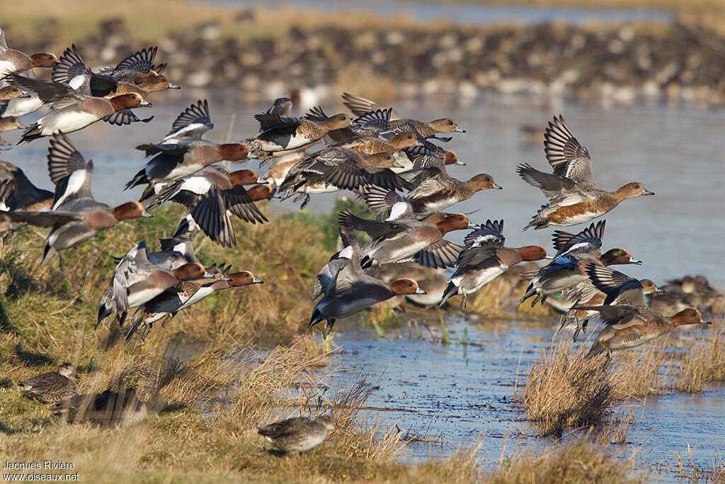 Canard siffleuradulte nuptial, habitat, Vol, Comportement