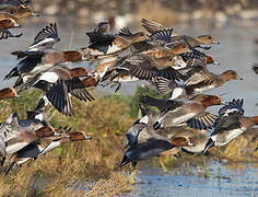 Eurasian Wigeon