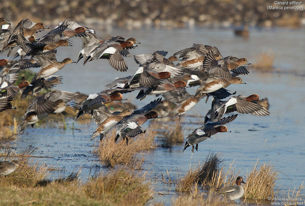 Canard siffleuradulte, Vol