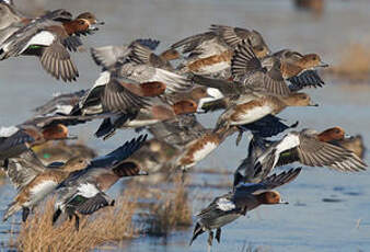 Canard siffleur