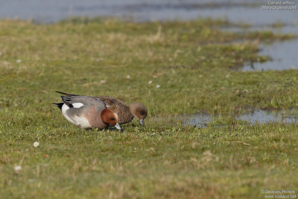 Eurasian Wigeonadult breeding, eats