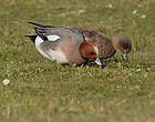 Canard siffleur