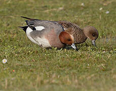 Canard siffleur