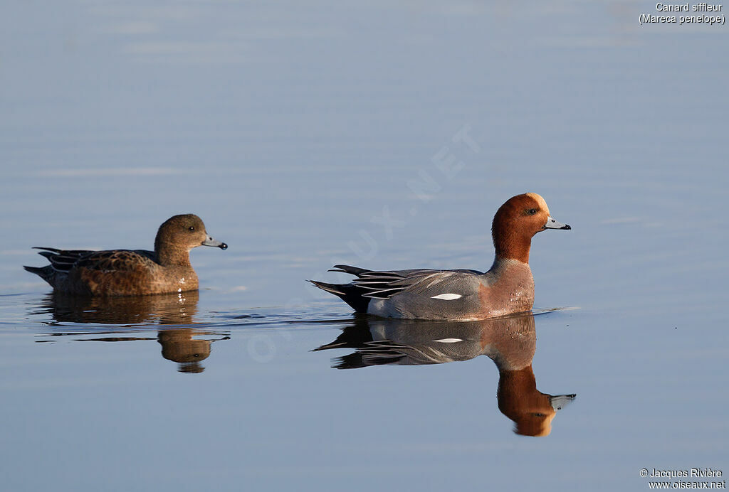 Eurasian Wigeonadult breeding, swimming