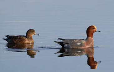 Canard siffleur