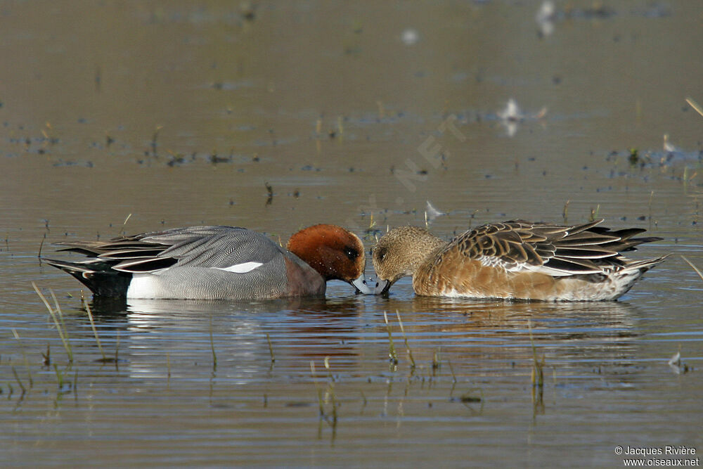 Canard siffleur adulte nuptial