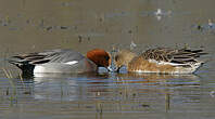 Canard siffleur