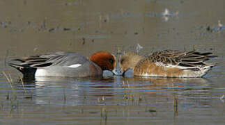 Eurasian Wigeon