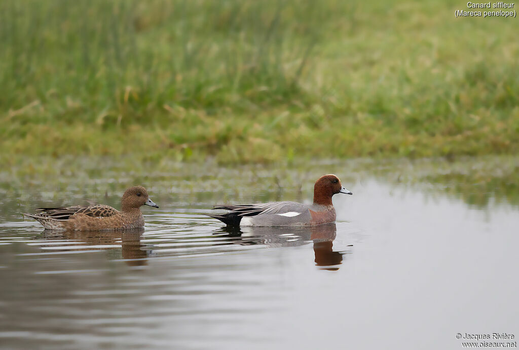 Eurasian Wigeonadult breeding, swimming