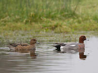 Canard siffleur