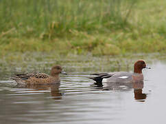 Eurasian Wigeon