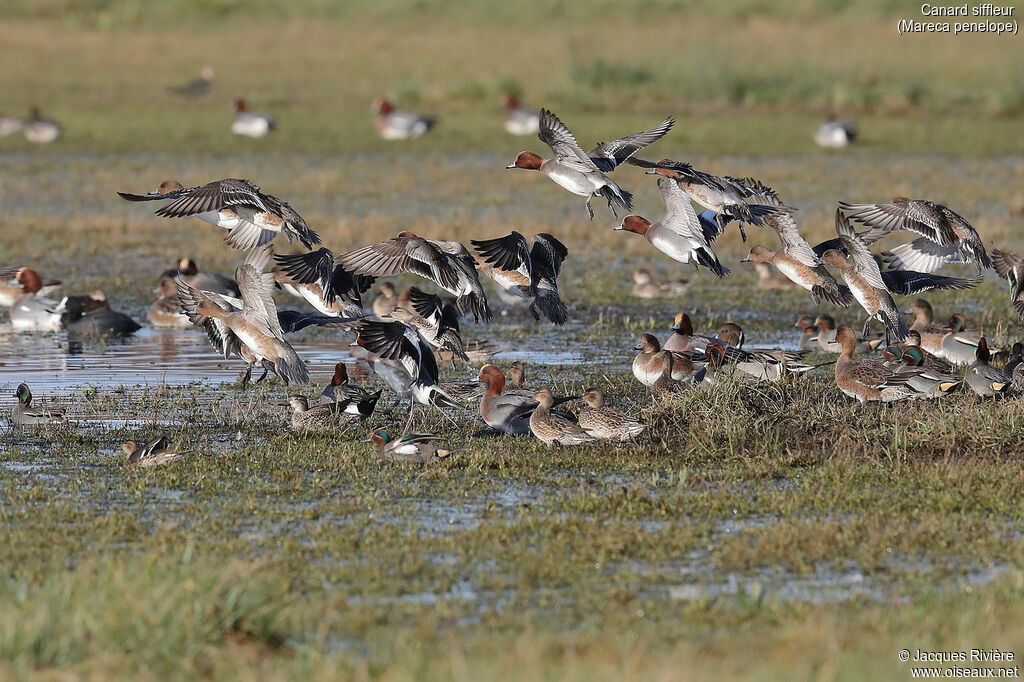 Eurasian Wigeon