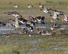 Canard siffleur