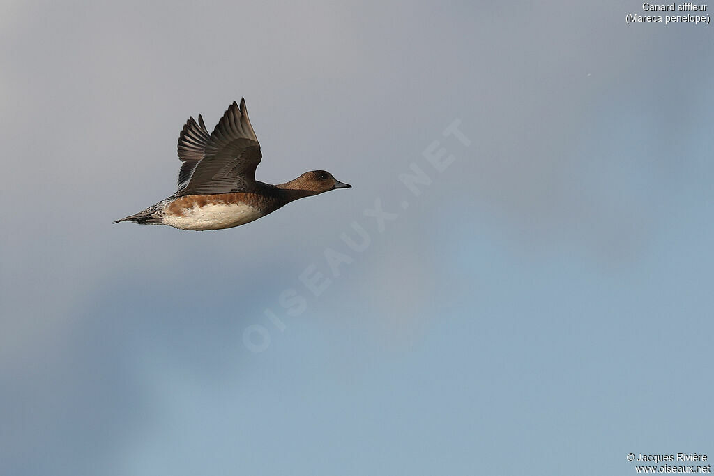 Eurasian Wigeon female adult, Flight