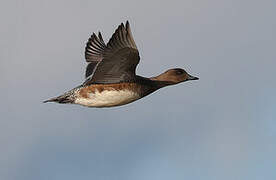 Eurasian Wigeon