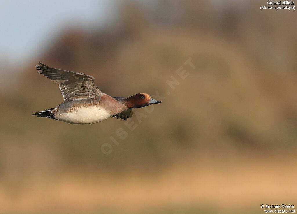 Canard siffleur mâle adulte nuptial, Vol