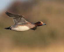 Eurasian Wigeon