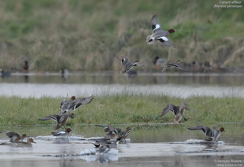 Canard siffleuradulte nuptial, Vol