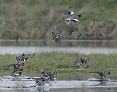 Eurasian Wigeon