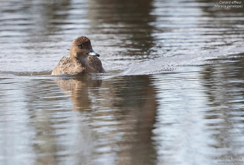 Canard siffleur femelle adulte, nage