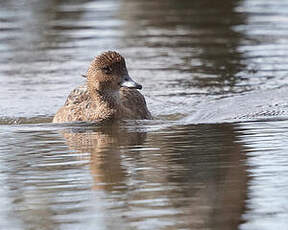 Canard siffleur