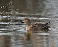 Canard siffleur