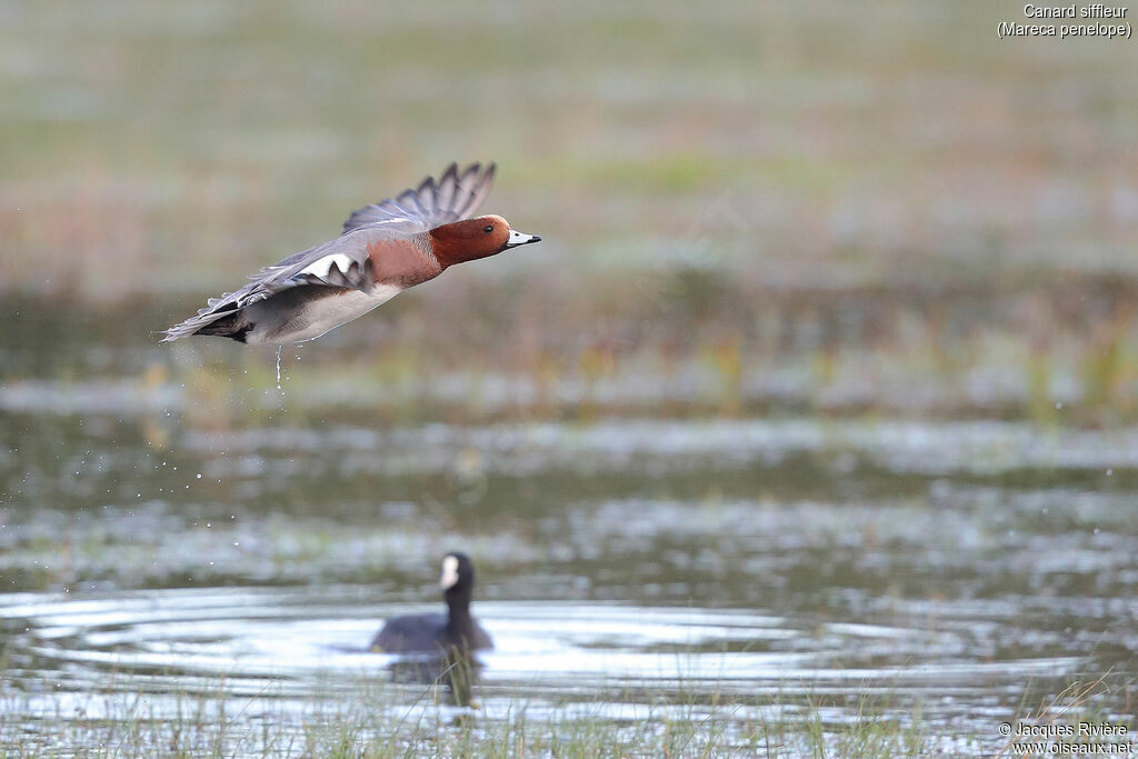 Eurasian Wigeon male adult, Flight