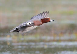 Eurasian Wigeon