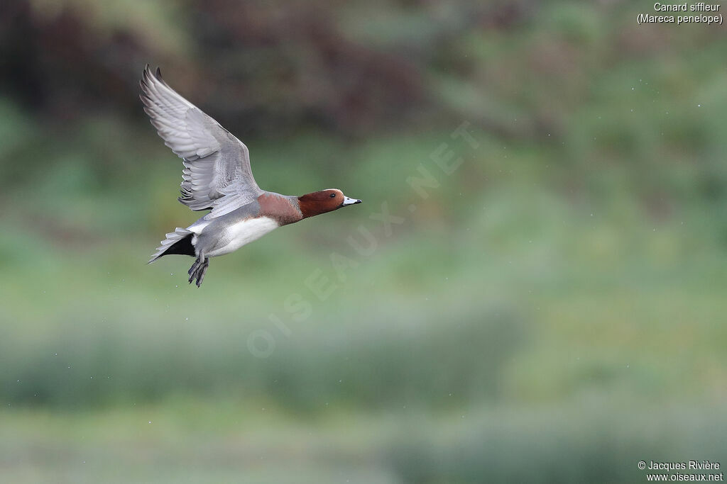 Eurasian Wigeon male adult breeding, Flight