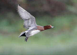 Canard siffleur