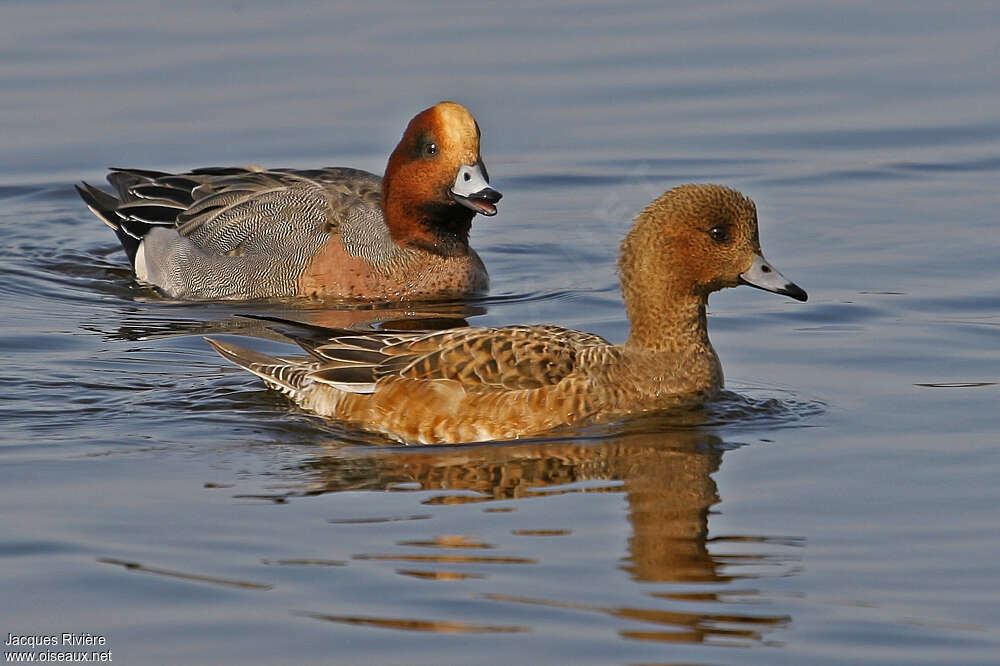 Canard siffleuradulte nuptial