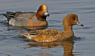 Canard siffleur