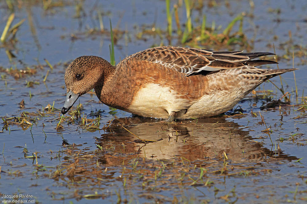 Canard siffleur femelle adulte nuptial, identification