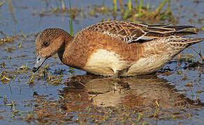 Canard siffleur