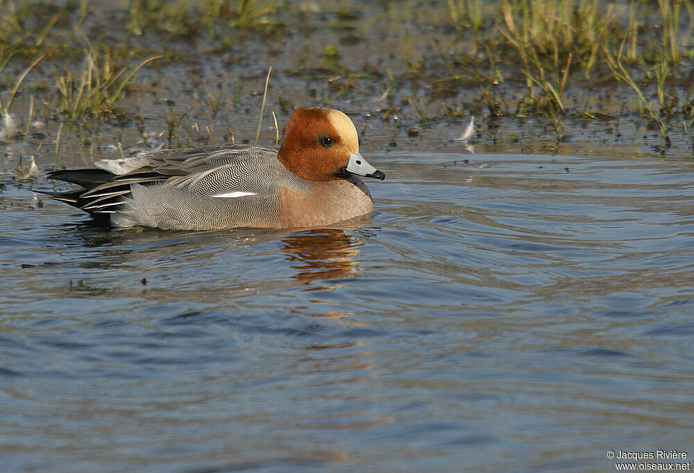 Canard siffleur mâle adulte nuptial