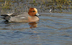 Canard siffleur