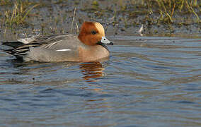 Eurasian Wigeon