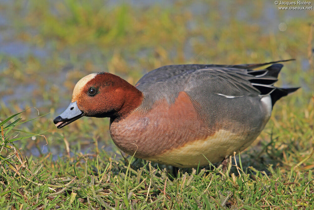 Canard siffleur mâle adulte nuptial