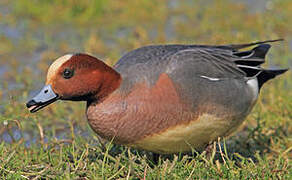 Eurasian Wigeon