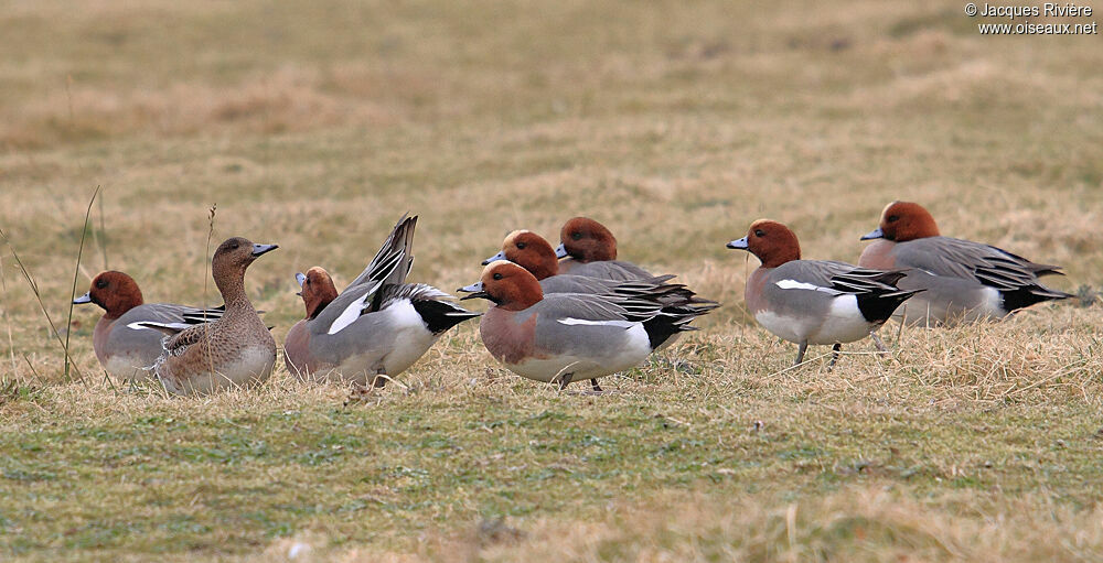 Eurasian Wigeon adult breeding, Behaviour