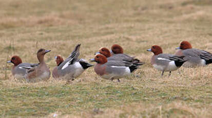 Canard siffleur