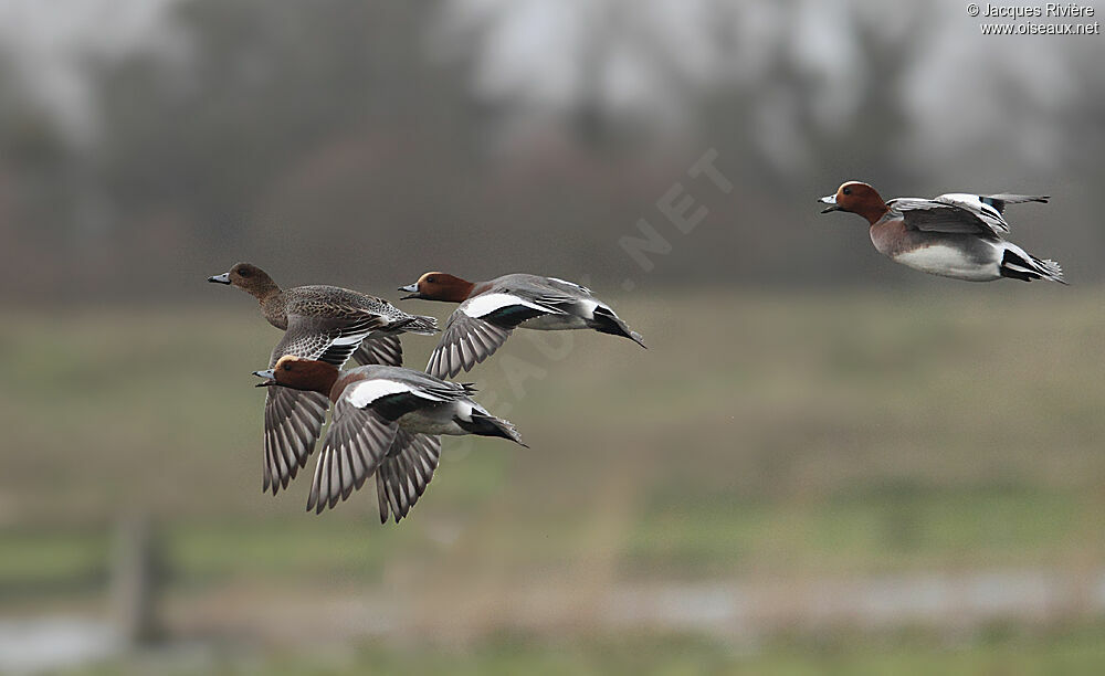 Eurasian Wigeon adult breeding, Flight