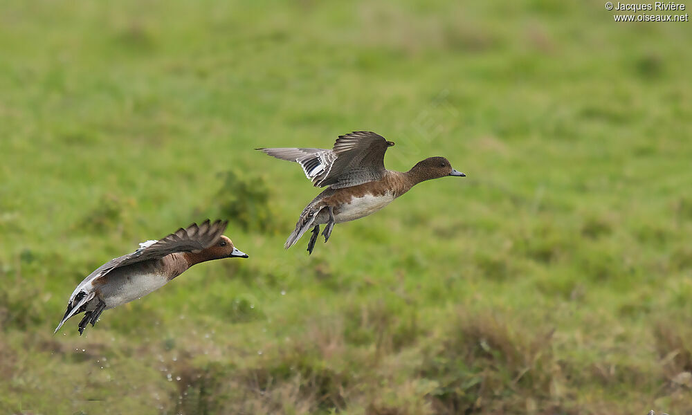 Canard siffleur adulte nuptial, Vol