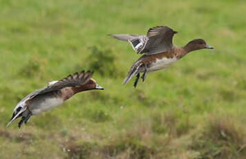 Canard siffleur