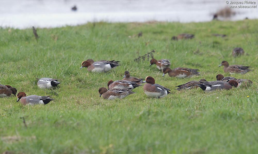 Canard siffleur adulte nuptial, Comportement