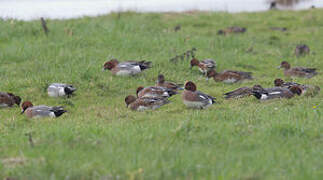 Eurasian Wigeon