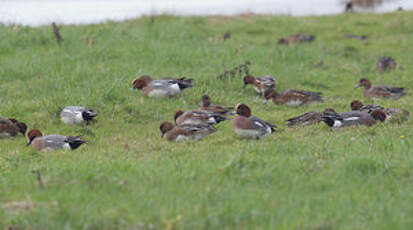 Canard siffleur