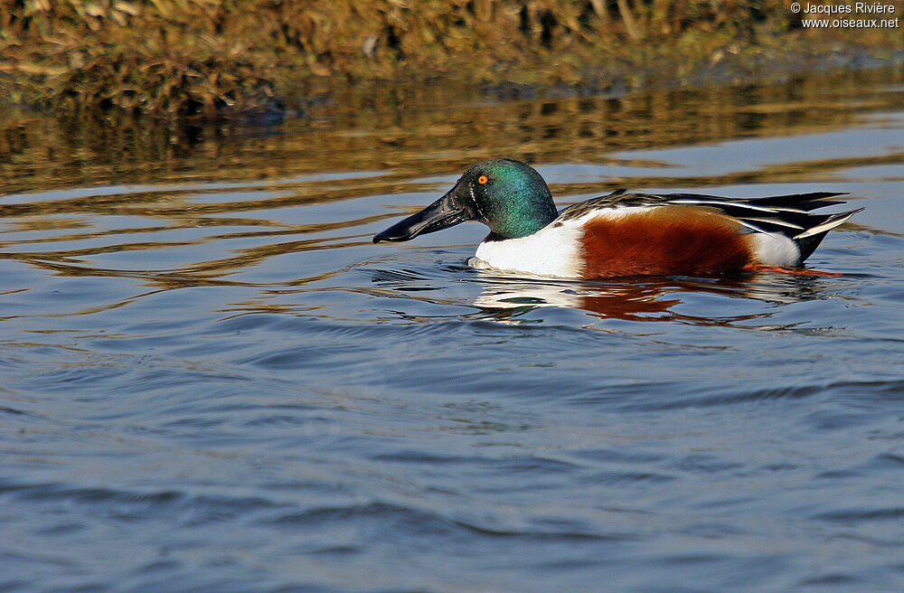 Canard souchet mâle adulte nuptial